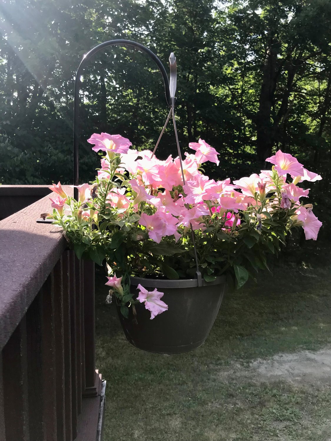 Hanging baskets are easy and beautiful, but require care...